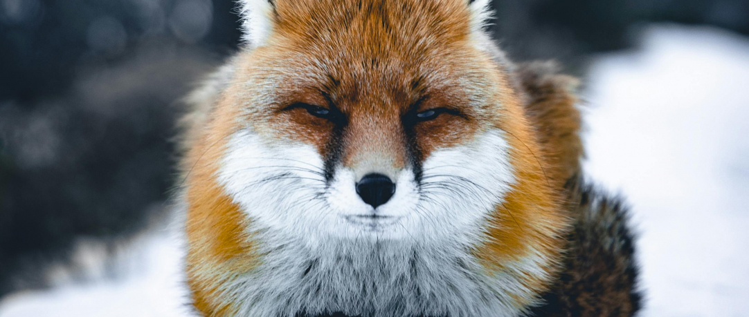 LÍŠKA v logu projektu Environmentálnej výchovy