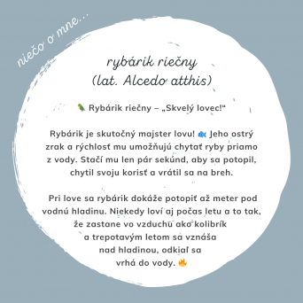 RYBÁRIK RIEČNY – Krásny a užitočný druh