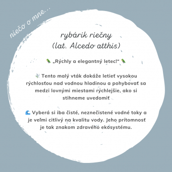 RYBÁRIK RIEČNY – Krásny a užitočný druh