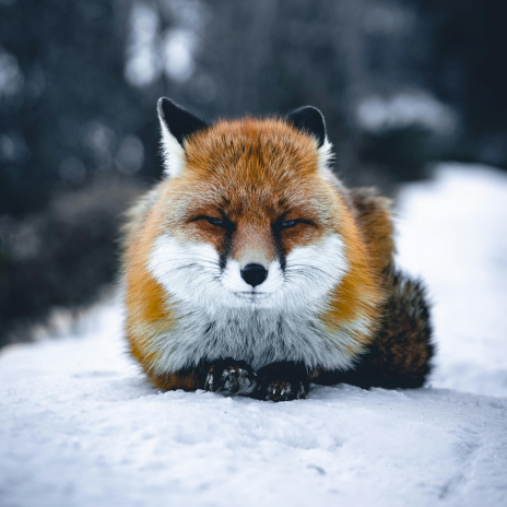LÍŠKA v logu projektu Environmentálnej výchovy